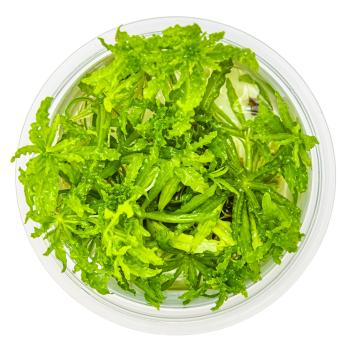 Preview: Pogostemon helferi